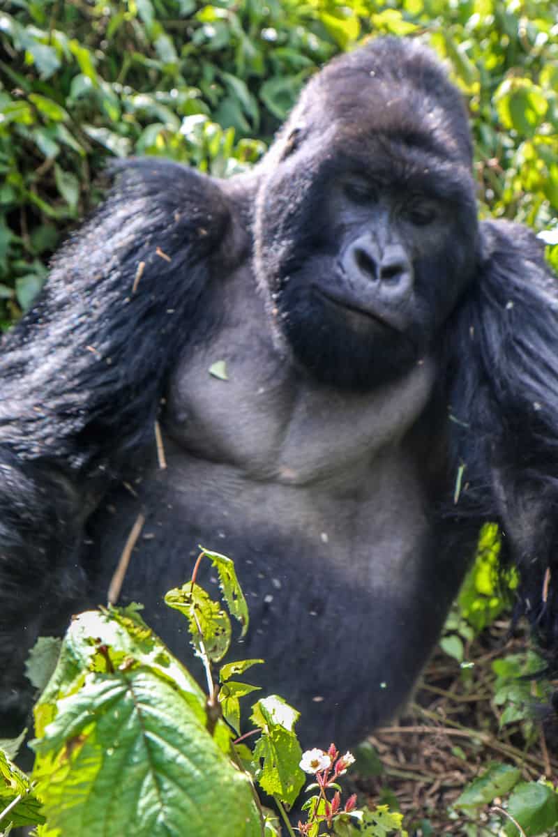 Dian Fossey Gorilla Fund International- Sabyinyo Group Silverback