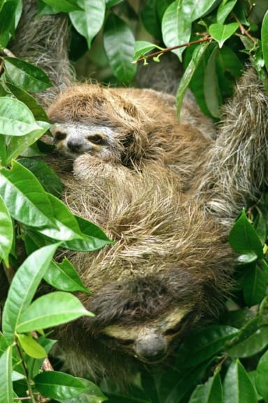 Costa Rica Baby Animals -Three-Toed Sloth (Mama & baby) in Tortuguero National Park