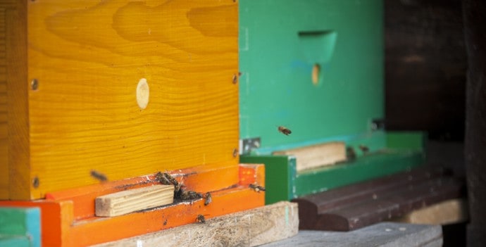 Bees coming in and out of their hives