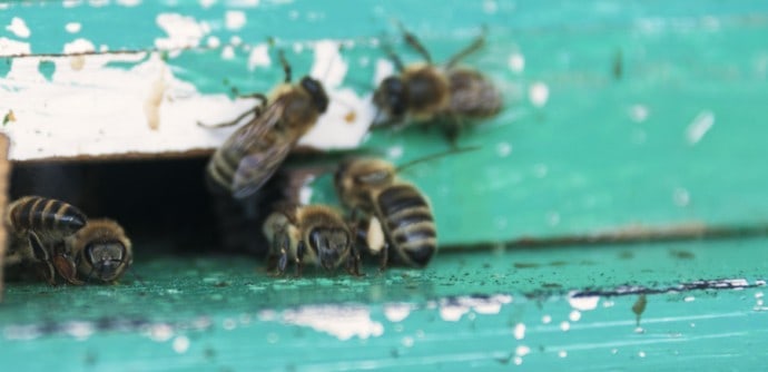 Organic beekeeping in Jezersko Valley, Solvenia