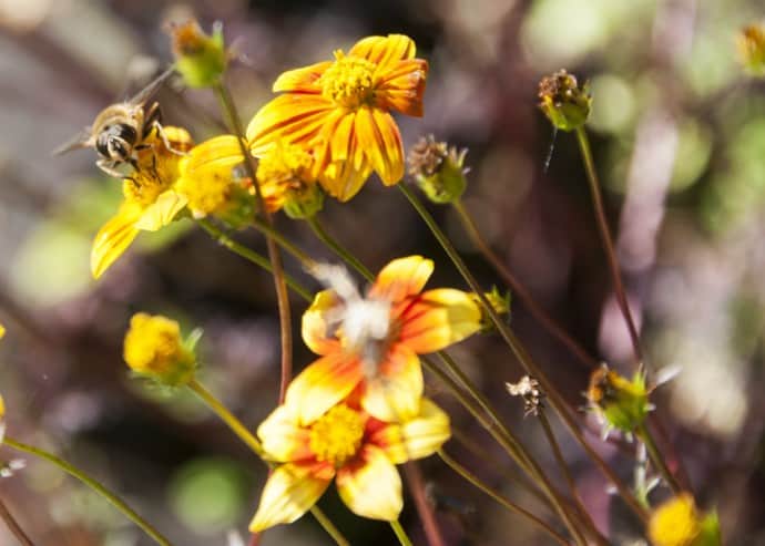 Bees pollinate local flowers