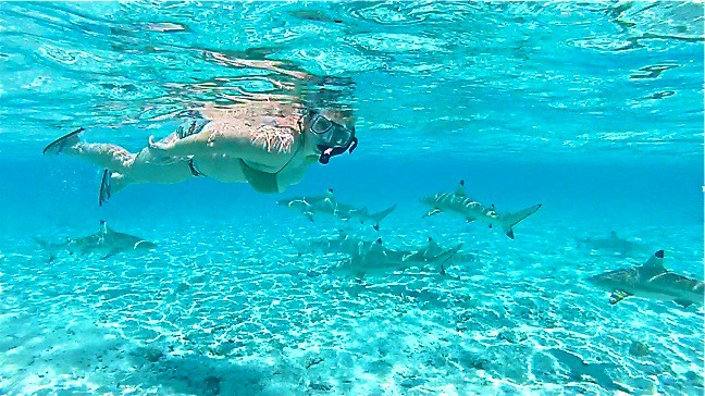 Snorkeling with sharks in Bora Bora, Tahiti