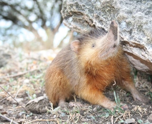 Weird Insectivorous Mammals Around the World, Solenodon