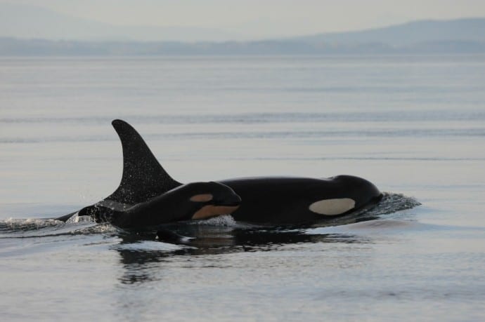 Southern Resident Killer Whales by Centre for Whale Research