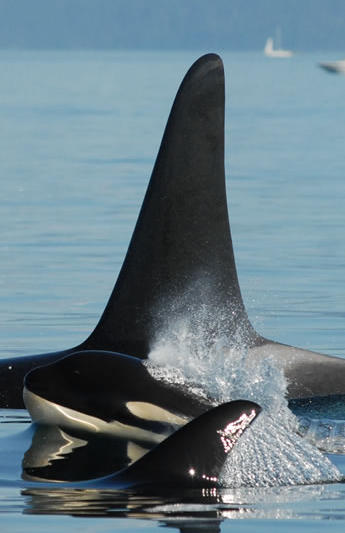 Southern Resident Killer Whales photo by Centre for Whale Research