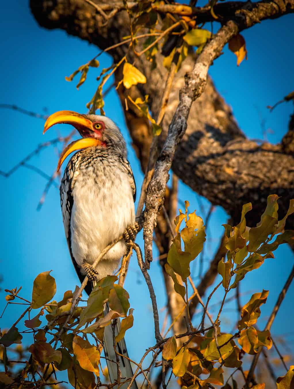 Southern Yellow Billed Hornbill in Kruger National Park