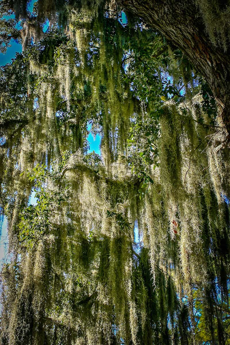 Spanish Moss grows in a Maritime Forest on Jekyll Island, Georgia