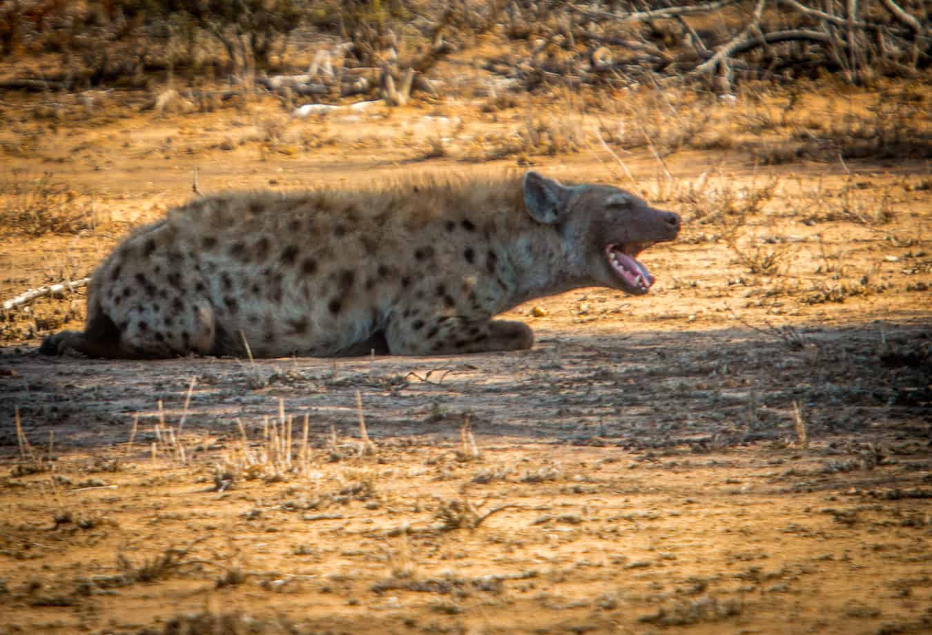 Sleepy Spotted Hyena napping in the shade