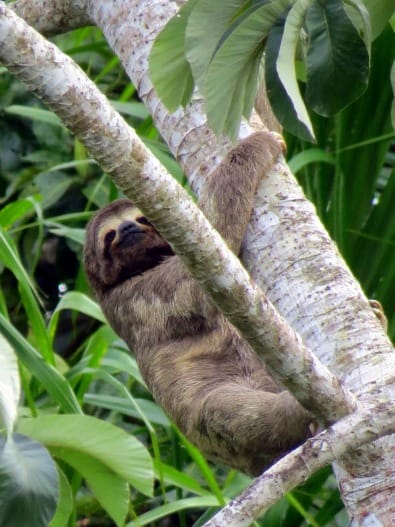 Spotted more sloths in Bolivia than in Costa Rica