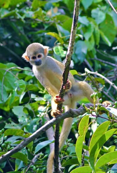 Squirrel Monkey in Pacaya-Samiria Reserve in the Peruvian Amazon