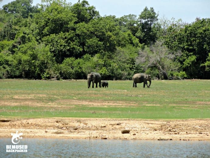 Sri Lanka Wildlife: Elephant Family