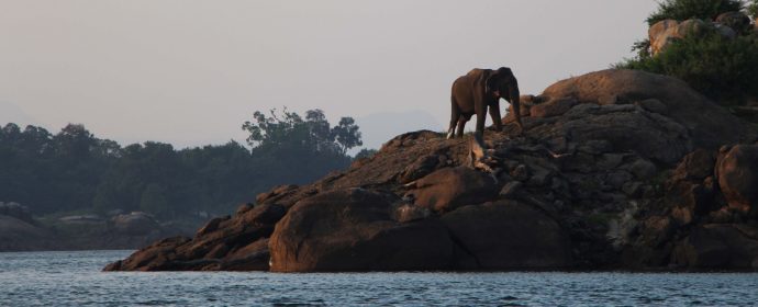 Sri Lanka Wildlife- Elephant by the water