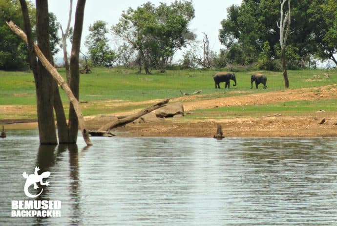 Sri Lanka Wildlife: Elephants