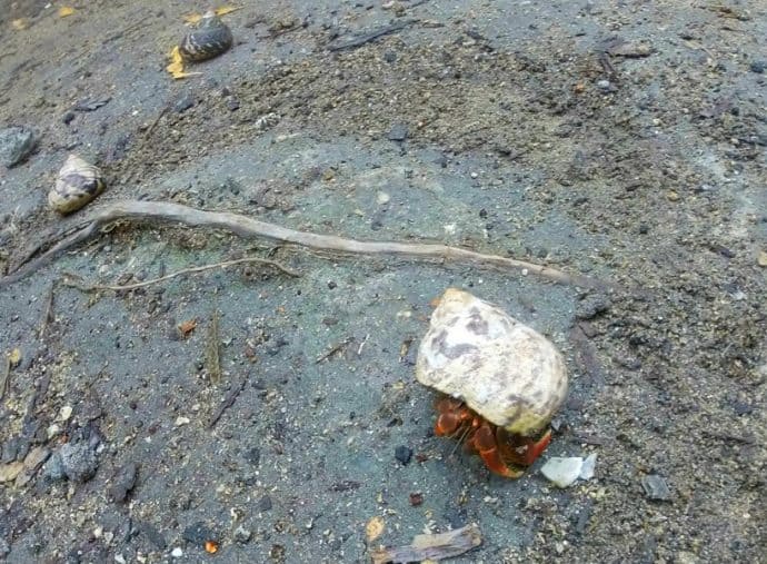 St. Thomas Islands- Hermit Crab on Cas Cay