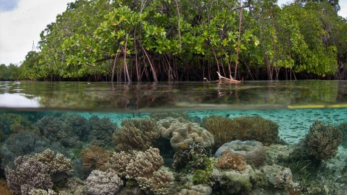 St. Thomas Islands - Cas Cay Mangroves via VIEcoTours