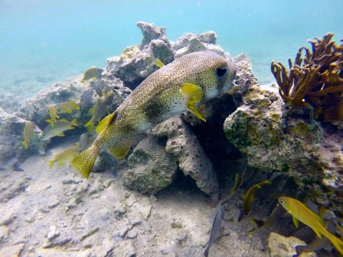 St. Thomas Islands: Snorkeling in Cas Cay