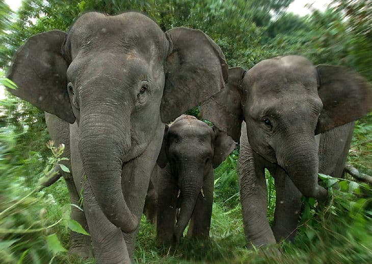 Elephant, Species