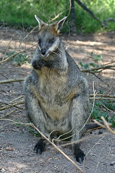 Swamp Wallaby, Kakadu, Australia by JJRon