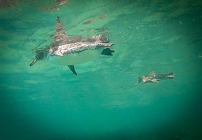 Swimming Galapagos Penguins_