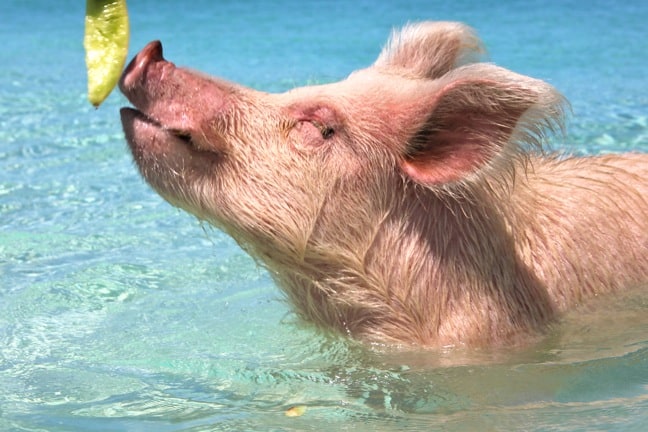Bahamas Swimming Pigs eat lettuce
