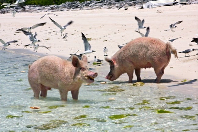 Swimming Pigs of the Exumas