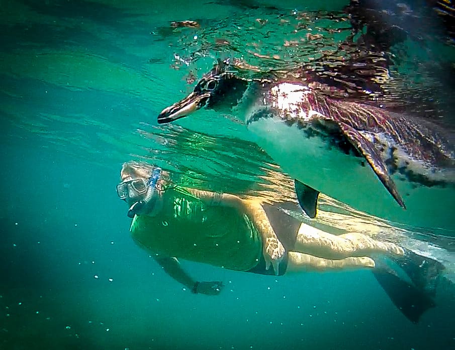 Bret Love of Green Global Travel Swimming with Galapagos Penguins