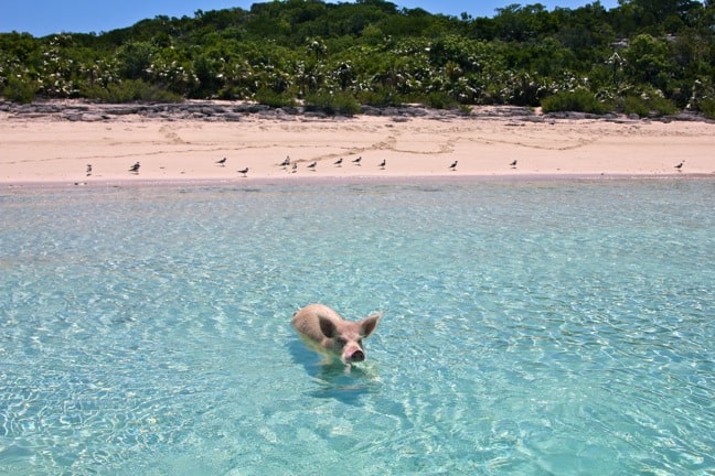 Swimming Pigs Exumas -Major Cay Bahamas