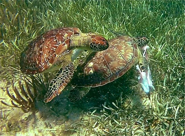 Swimming with Sea Turtles in Cancun, Mexico