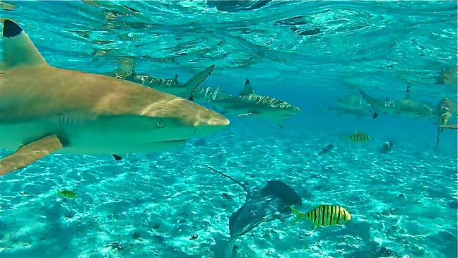 Swimming with Sharks in Bora Bora, Tahiti 