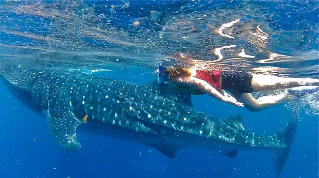 Swimming with whale sharks in Cancun, Mexico