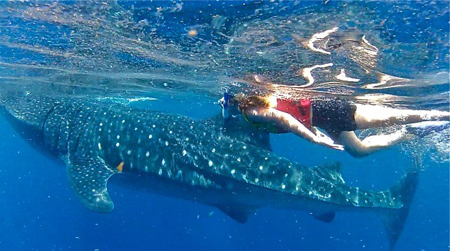 Are there sharks in the waters around Cancun?