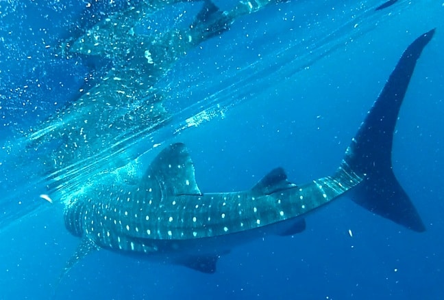 Swimming with whale sharks in Cancun, Mexico