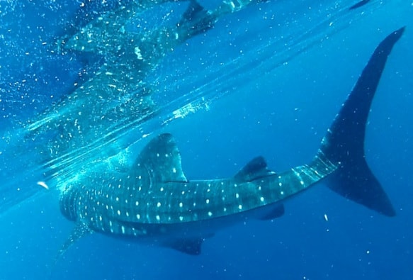 Swimming With Whale Sharks in Isla Mujeres, Mexico