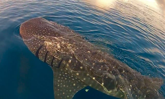 Swimming with Whale Sharks in Cancun, Mexico