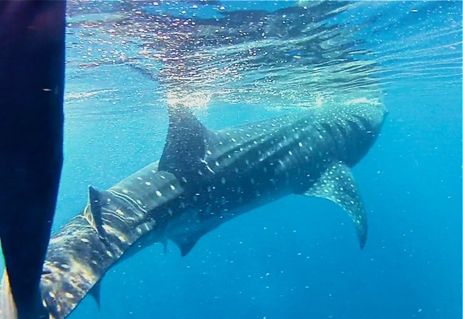 Swimming with whale sharks in Cancun, Mexico