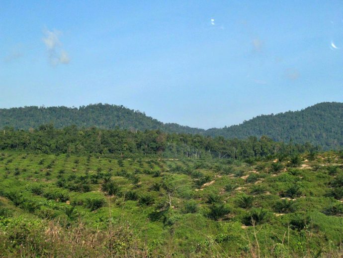 Taman Negara -Palm Oil is Not Reforestation