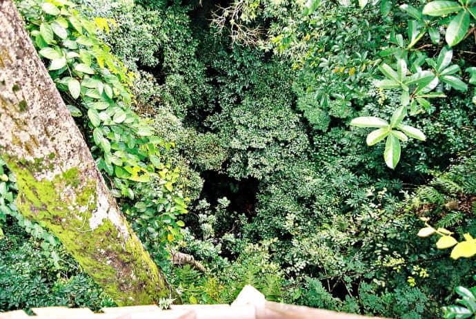 Taman Negara -Forest from the Canopy