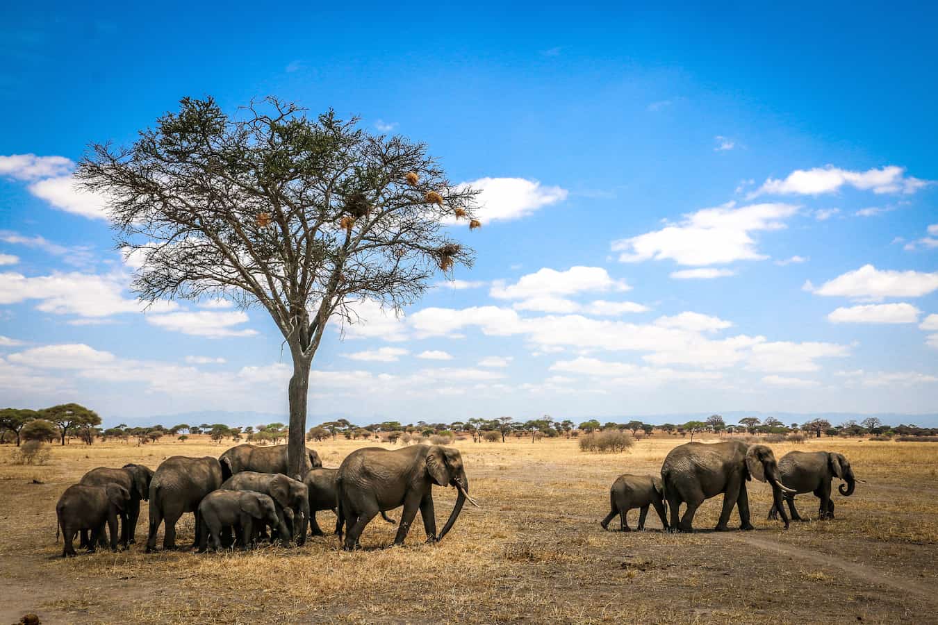 Herd of Endangered Elephants in Tanzania