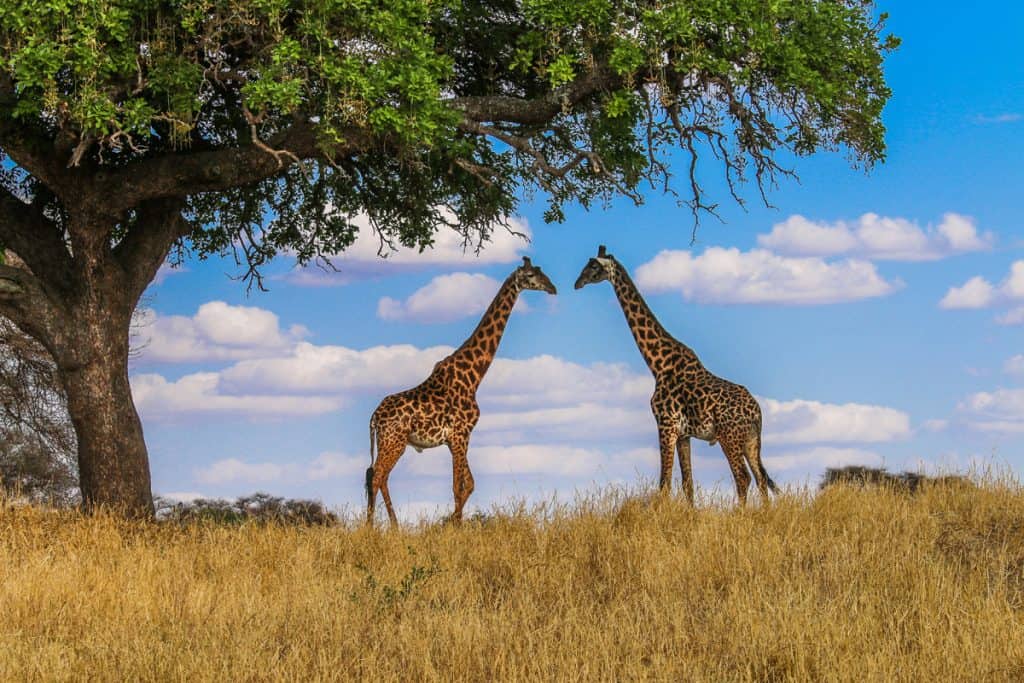 African tours and safaris - Masai Giraffes in Tanzania
