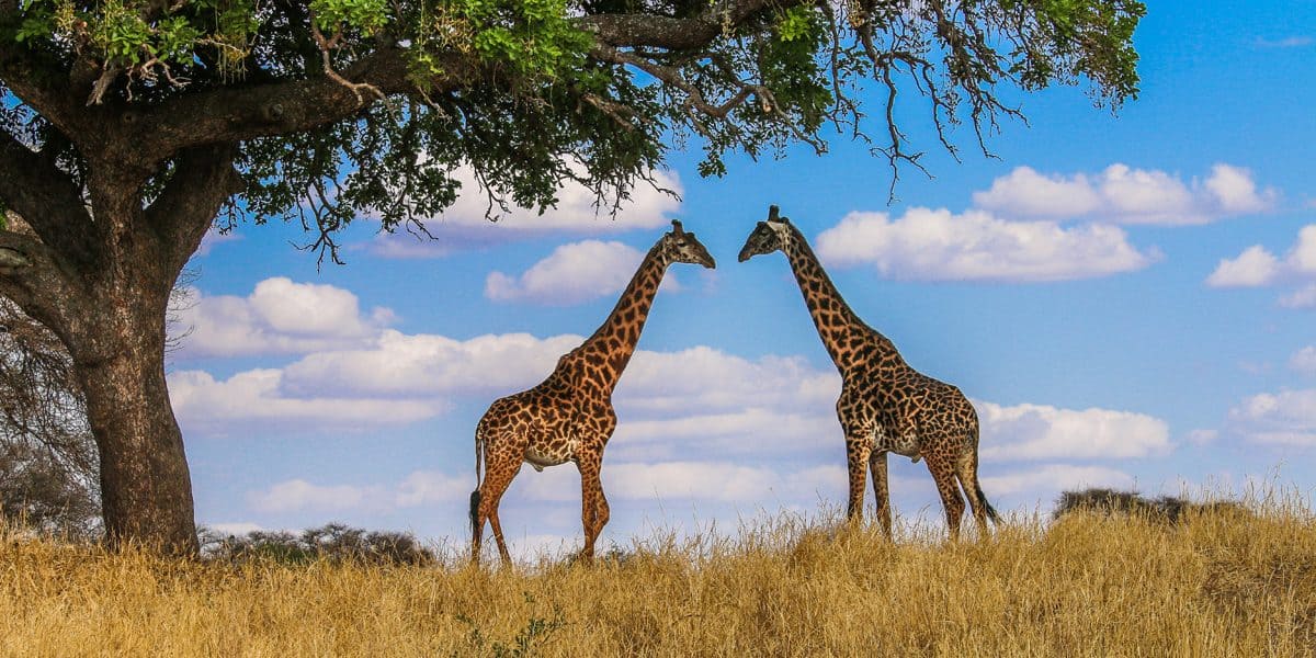 Masai Giraffes in Tanzania