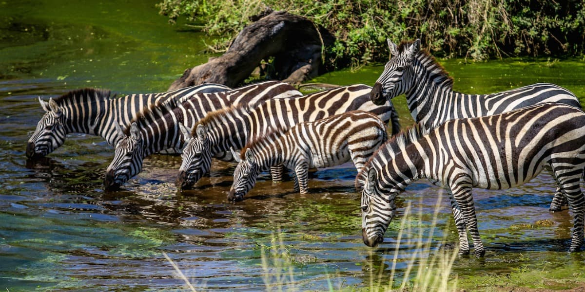 Zebras in Serngeti National Park