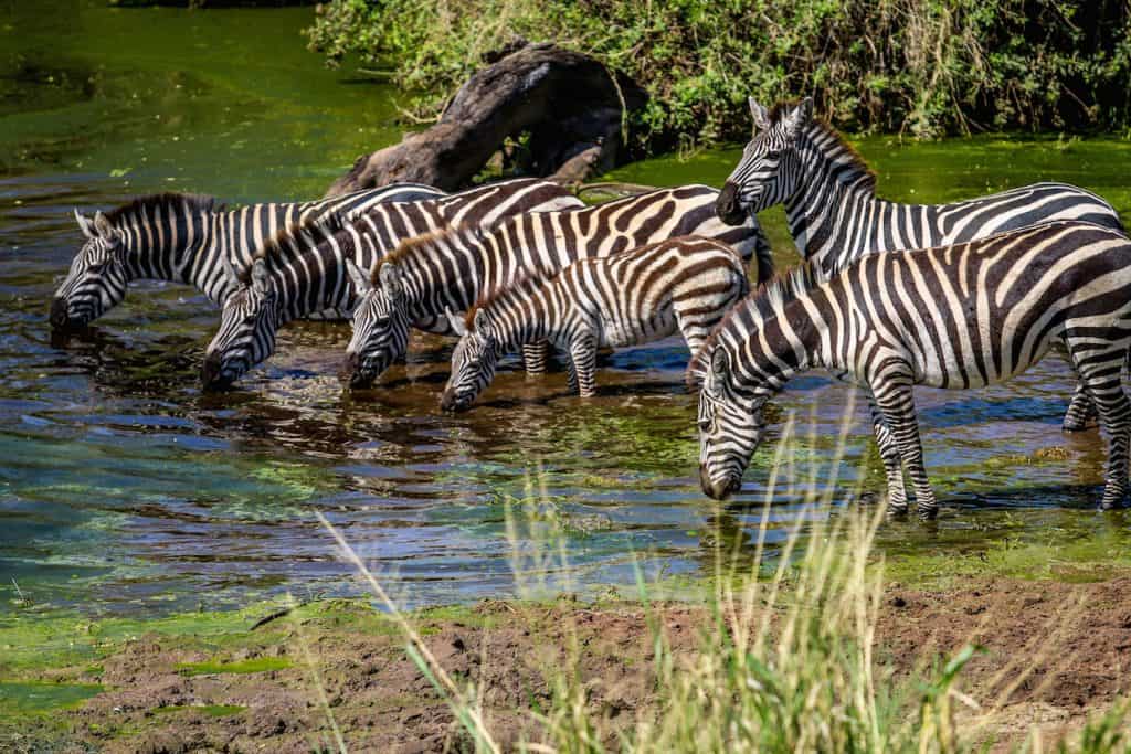 Bébé zèbre dans le parc national du Serengeti, Tanzanie