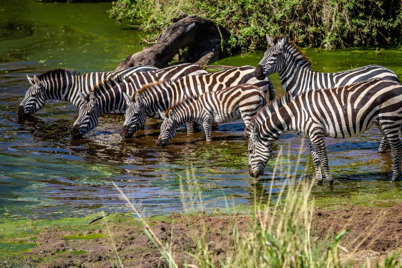 Baby Zebra in Serengeti National Park, Tanzania