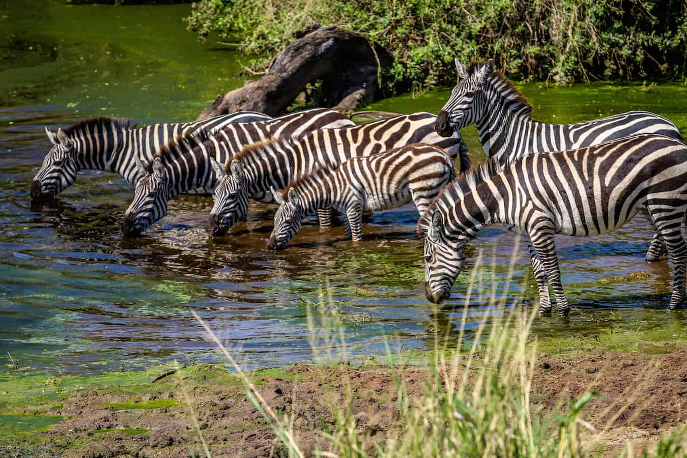 nervous zebras at a watering hole in serengeti national park