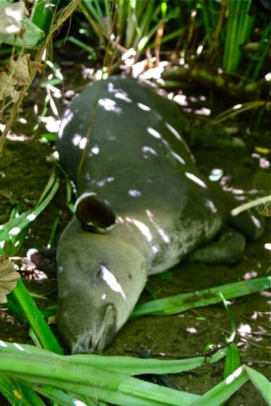 Sleeping Baird's Tapir in Corcovado National Park, Costa Rica