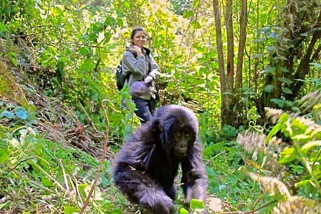 dian fossey gorilla fund international