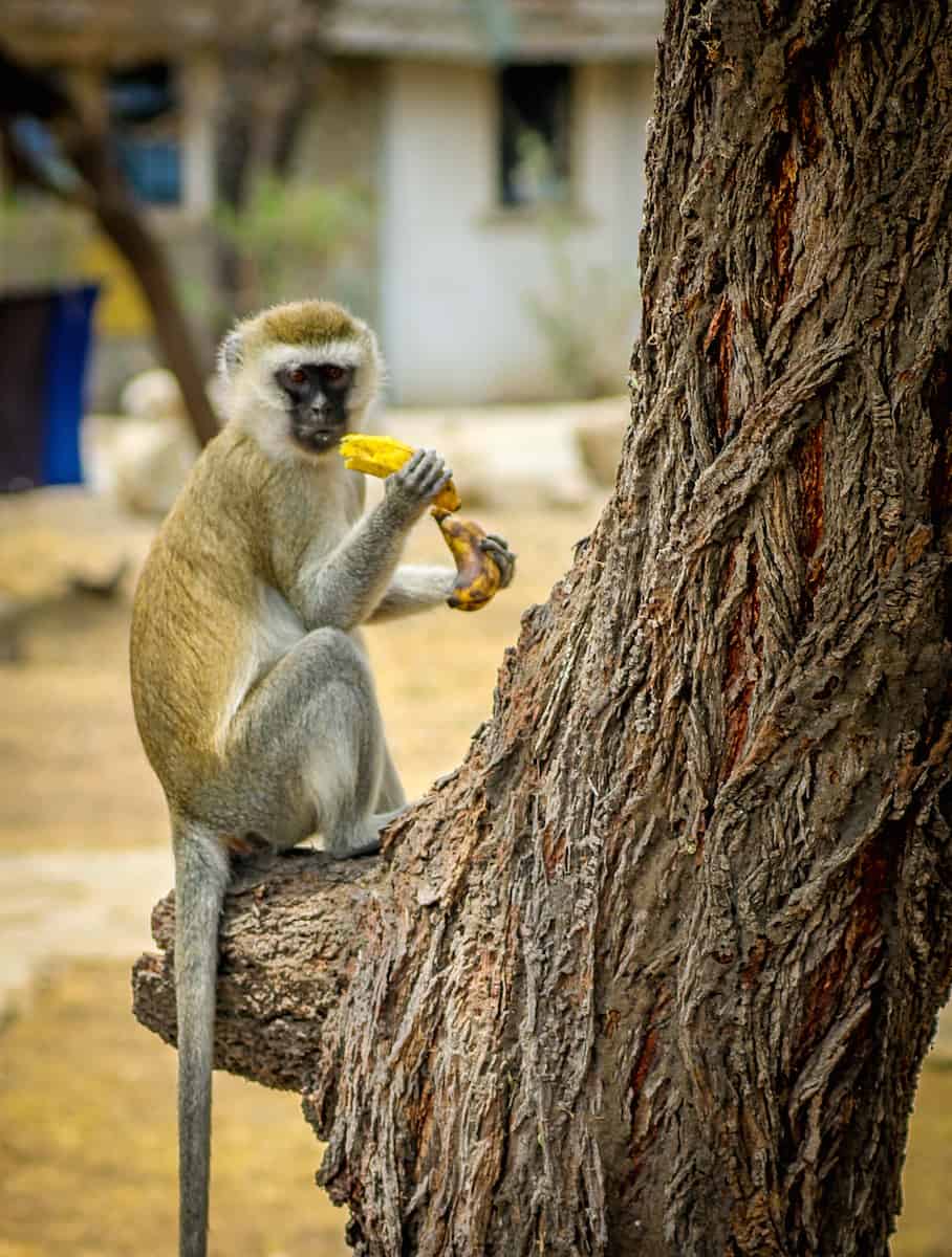 Tarangire National Park Vervet Monkey