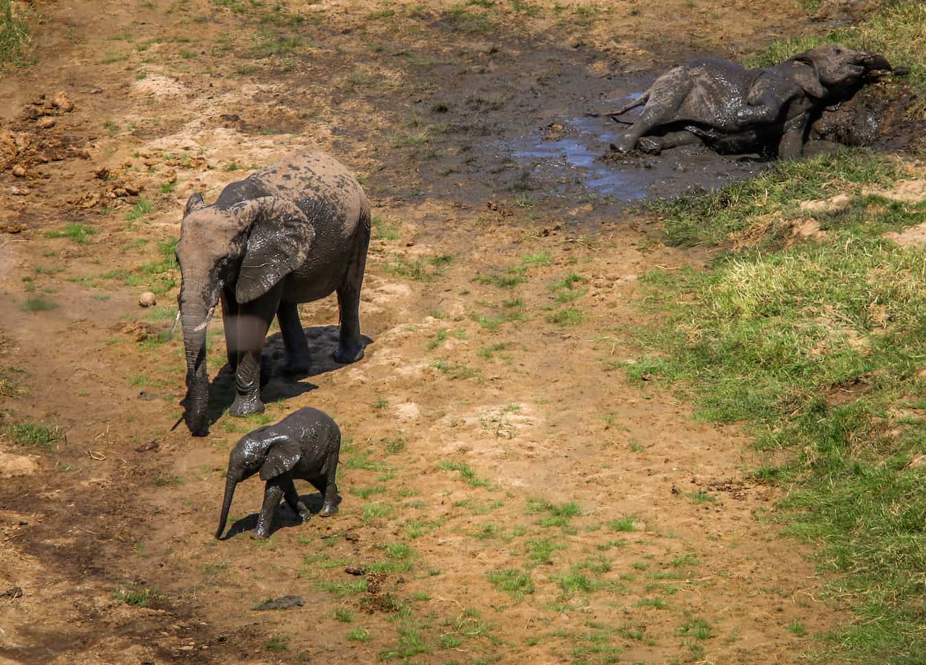 Elephant Mud Bath in Tangarire National Park, Tanzania