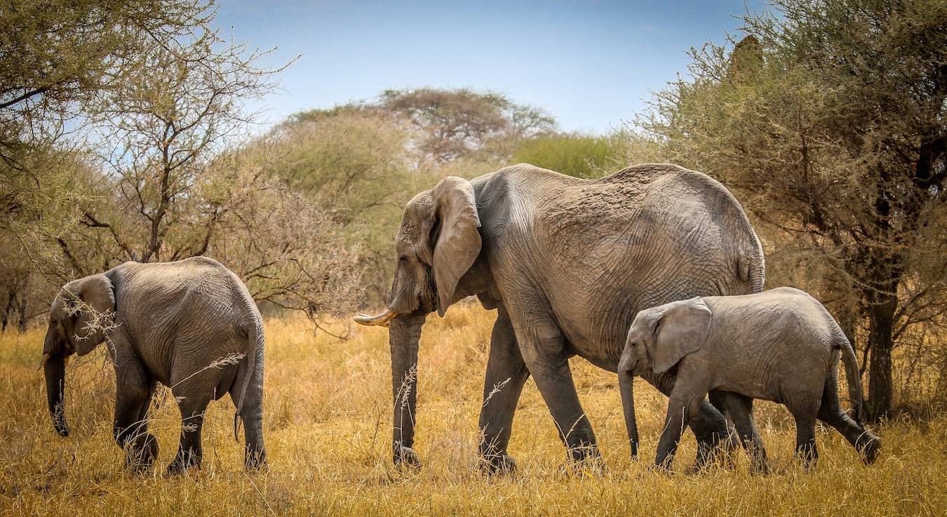 African Elephant Facts: Family of Endangered Elephants on the Move in Tarangire National Park, Tanzania