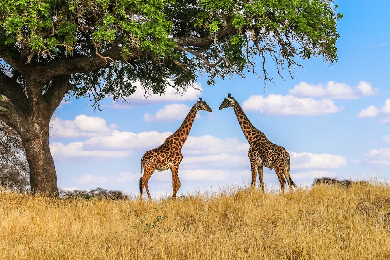 Giraffes in Tarangire National Park, Tanzania